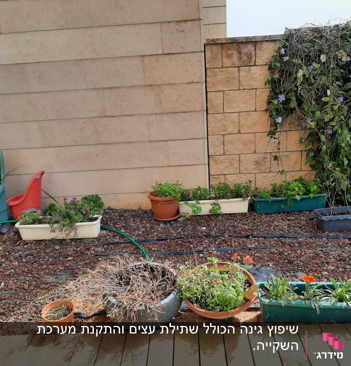 עציצים עם צמחים ופרחים, צינור השקיה, כלי גינון